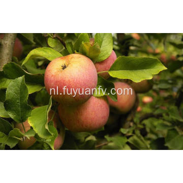 Hoge kwaliteit verse nieuwe Crop Qinguan-appel